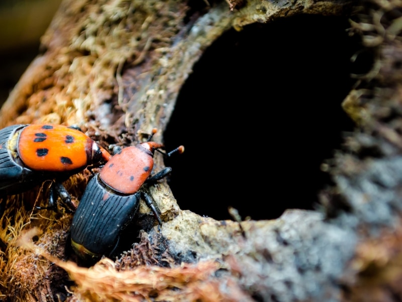 señales de una plaga de Picudo Rojo en tus palmeras